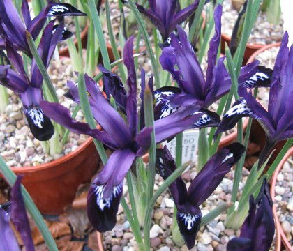 Iris reticulata 'Pauline' 